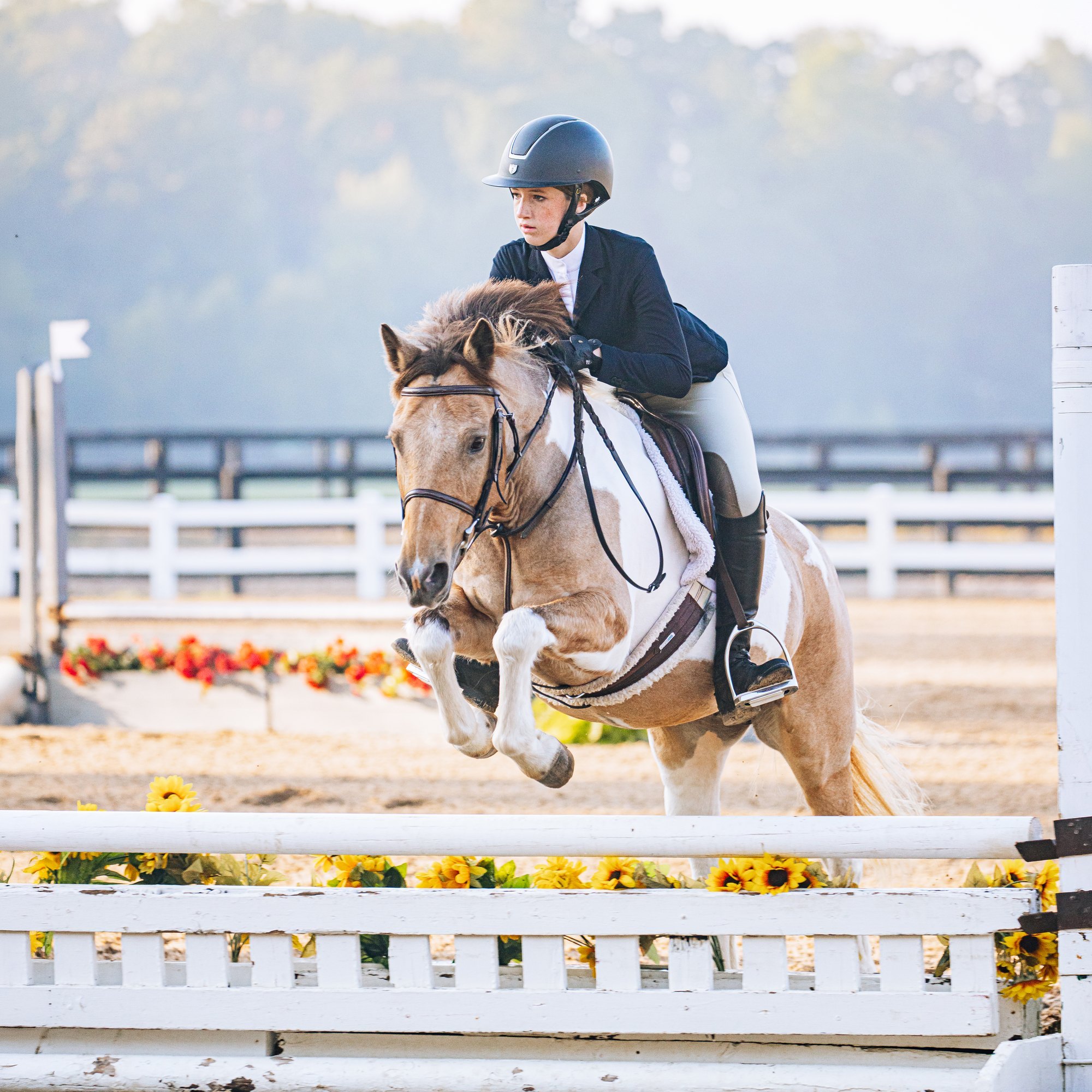 Olivia clearing a sunflower-lined hunter oxer on her paint pony